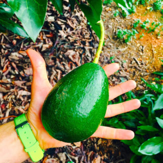 Aguacate Bacon de Valencia